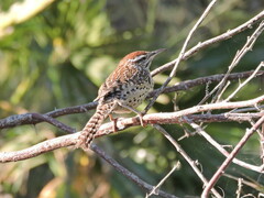 Campylorhynchus brunneicapillus