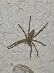 Micrommata