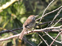 Campylorhynchus brunneicapillus