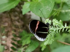 Heliconius erato cyrbia