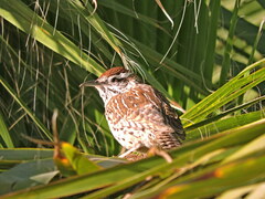 Campylorhynchus brunneicapillus