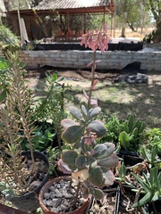 Kalanchoe fedtschenkoi