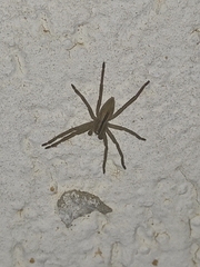Micrommata