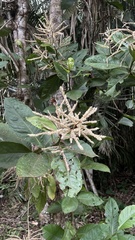 Triplaris americana