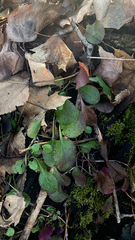 Packera obovata