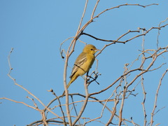 Icterus cucullatus
