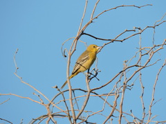 Icterus cucullatus