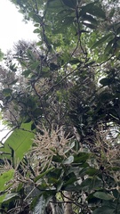 Triplaris americana