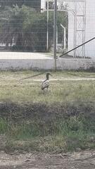 Theristicus caerulescens