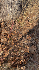 Dasistoma macrophylla