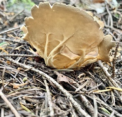 Helvella acetabulum
