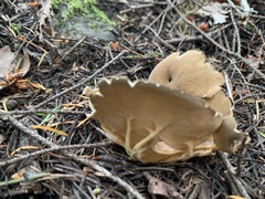 Helvella acetabulum