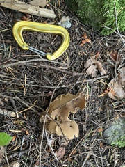 Helvella acetabulum