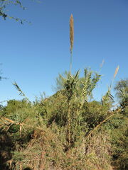 Arundo donax