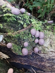Lycogala