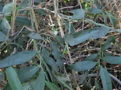 Vallesia glabra