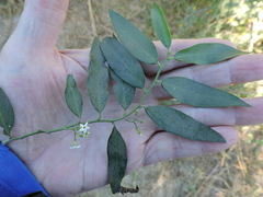 Vallesia glabra
