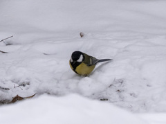 Parus major