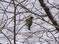 Parus major