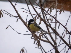 Parus major