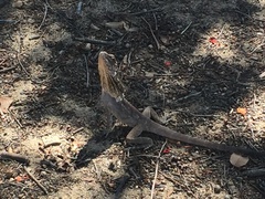 Chlamydosaurus kingii