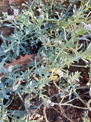 Heliotropium curassavicum