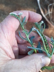 Heliotropium curassavicum