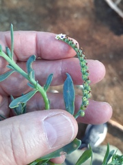 Heliotropium curassavicum