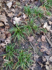 Carex sylvatica