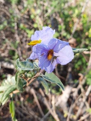 Solanum hindsianum