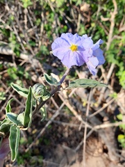 Solanum hindsianum