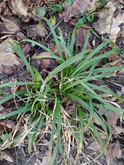 Carex sylvatica