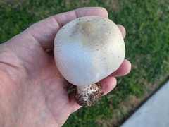 Agaricus