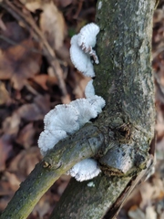 Schizophyllum commune