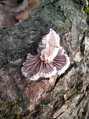 Schizophyllum commune