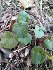 Viola reichenbachiana