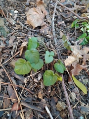 Viola reichenbachiana