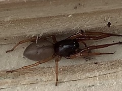 Trachelidae