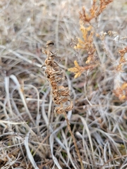 Spiranthes magnicamporum
