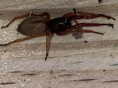 Trachelidae