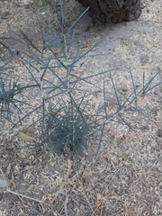 Forchhammeria watsonii