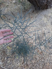 Forchhammeria watsonii