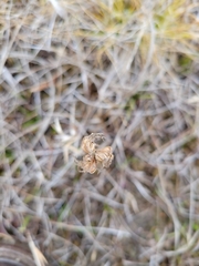 Spiranthes magnicamporum