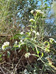 Tournefortia hartwegiana