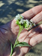 Tournefortia hartwegiana