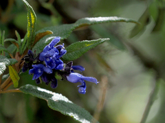 Salvia corrugata