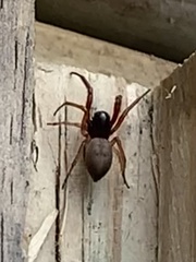 Trachelidae