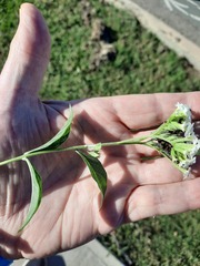 Tournefortia hartwegiana