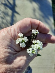 Tournefortia hartwegiana