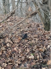 Turdus merula